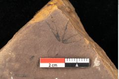 Foto (Detailsansicht) von Quercus palaeoilex Ettingshausen (NHMW-GEO-2024-0188-0892)